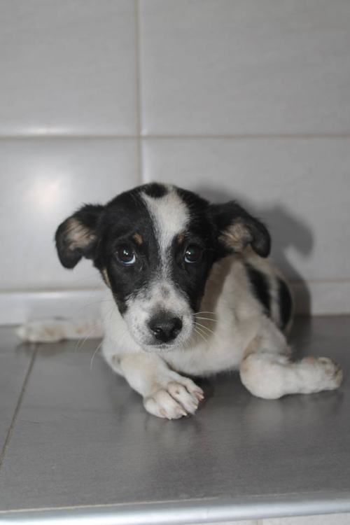 მეტისი უსახელო