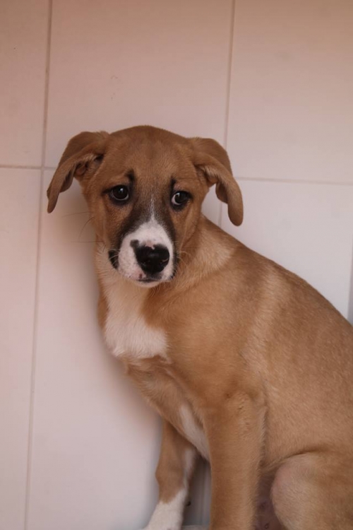 მეტისი ლულუ