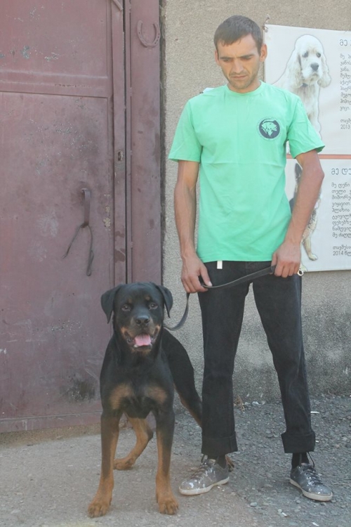 როტვეილერი ლორდი