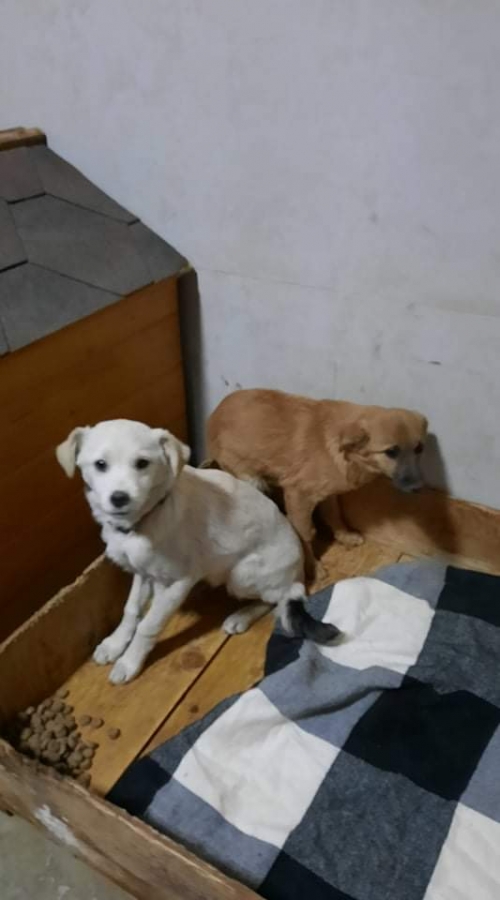 მეტისი ნაპოვნოა ვაკეში აბაშიძეზე