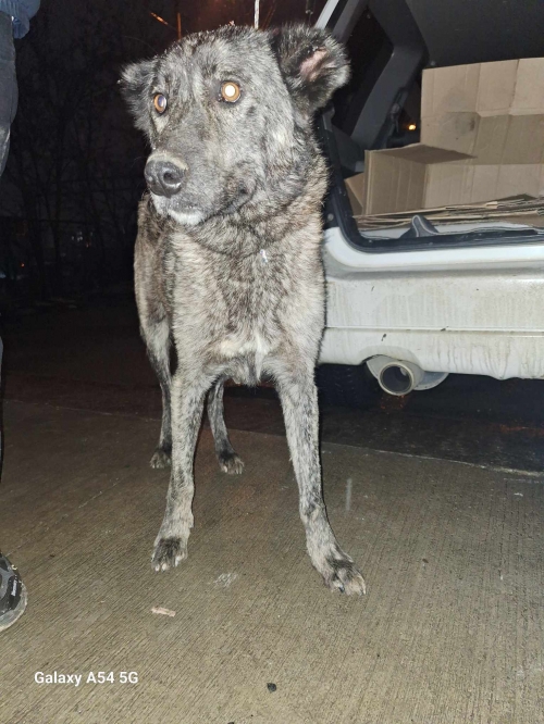 ქართული ქოფაკი საგურამო