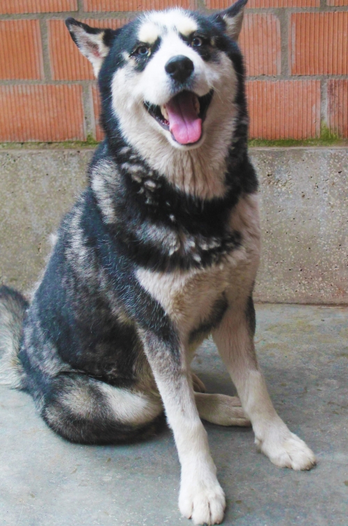 ლაიკა უსახელო