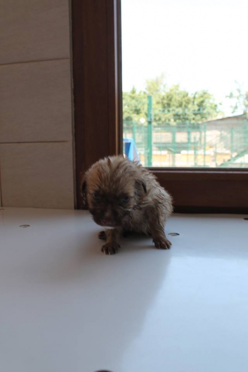 მეტისი უსახელო