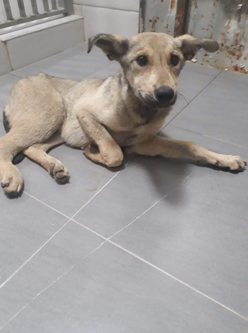 მეტისი ანა პოლიტკოვსკაიას ქუჩა 12