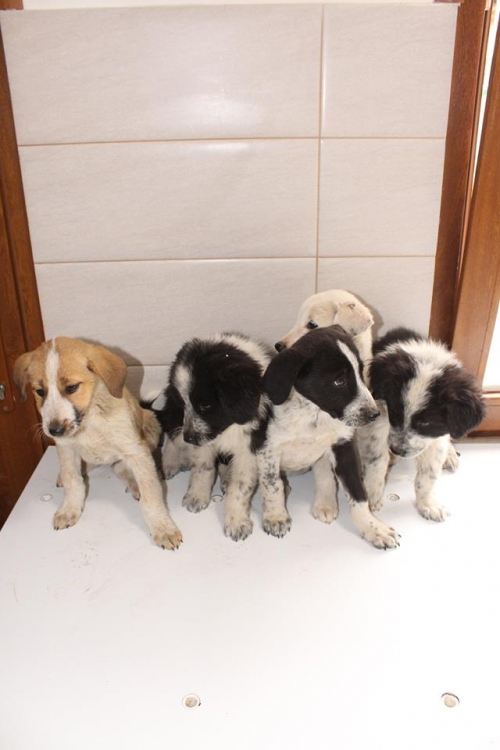 მეტისის ლეკვები უსახელო