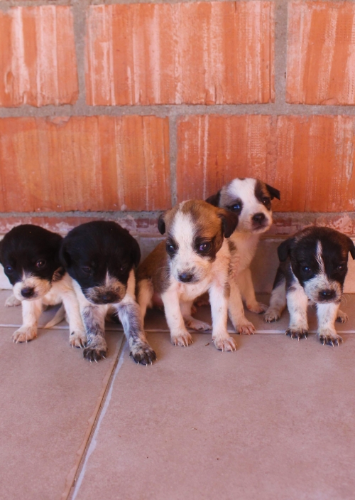 მეტისი უსახელო