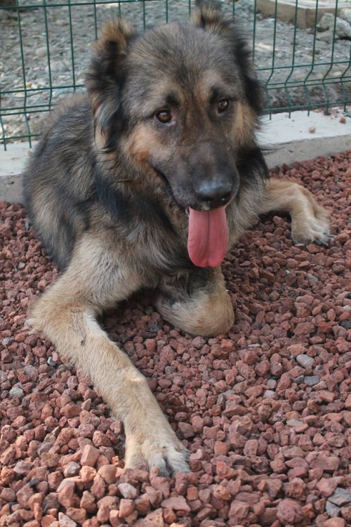 ქართული ნაგაზი სიმბა