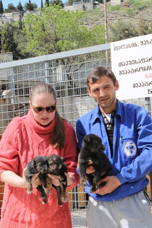 მეტისის ლეკვები უსახელო