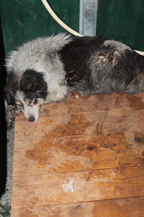 მეტისი უსახელო