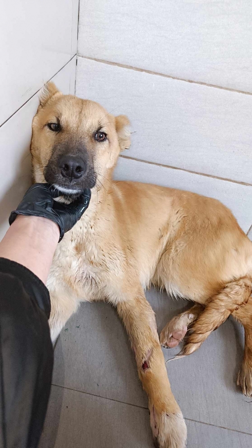 მეტისი მოიყვანა მარიამ ფაციაშვილმა