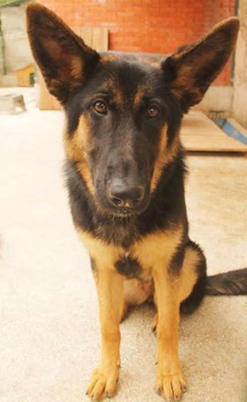 გერმანული ნაგაზი ბაგირა