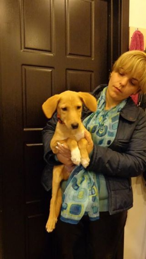 მეტისი მალინკი