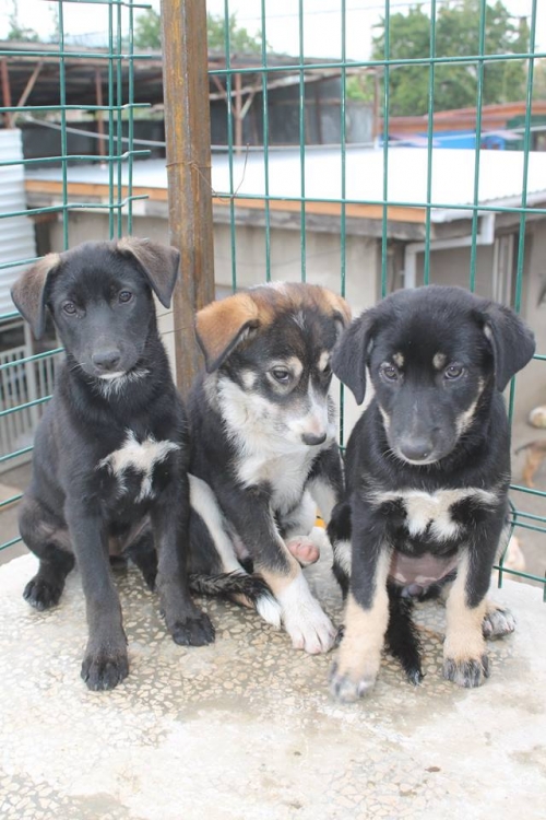 მეტისის ლეკვები უსახელო