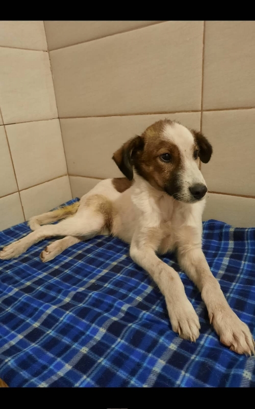 მეტისი ორხევი