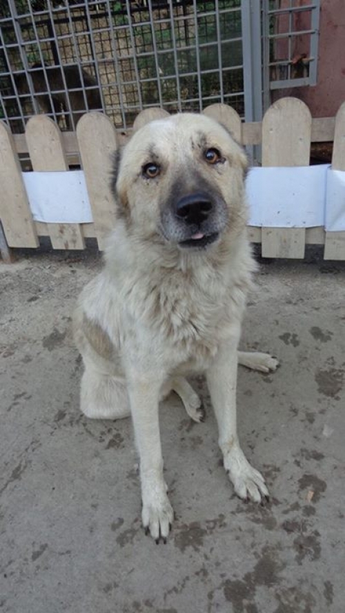 ქართული ქოფაკი უცნობი