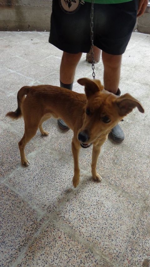 მეტისი კოკი