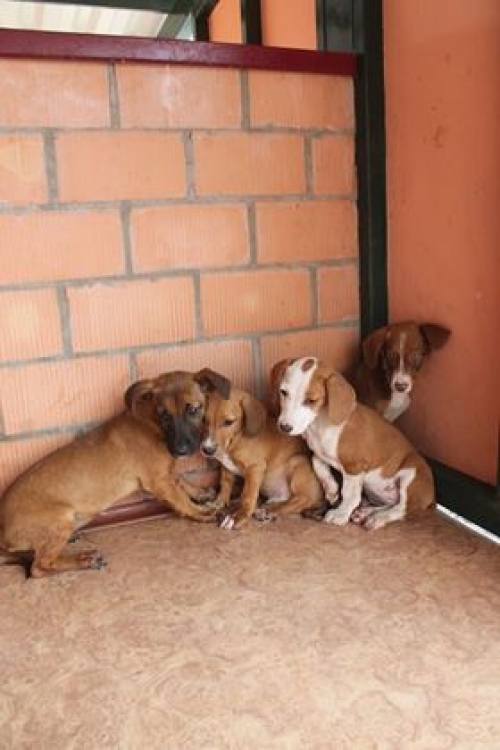 მეტისი უსახელო