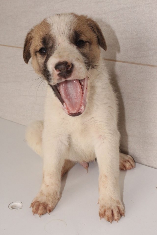 მეტისი უსახელო