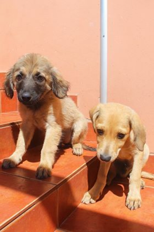 ქართული ქოფაკი უსახელო