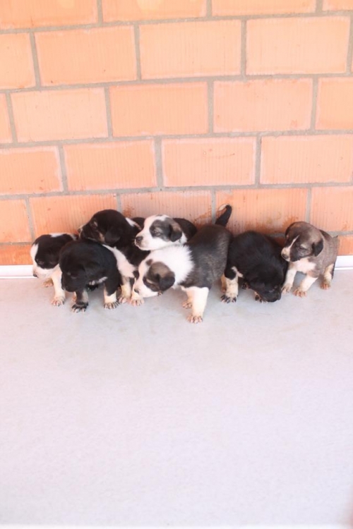 მეტისის ლეკვები უსახელო