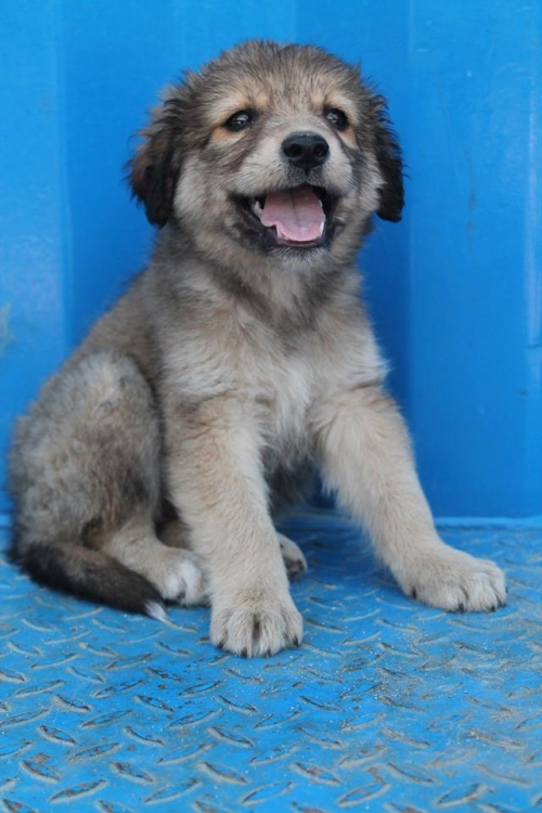 ქართული ქოფაკი უსახელო