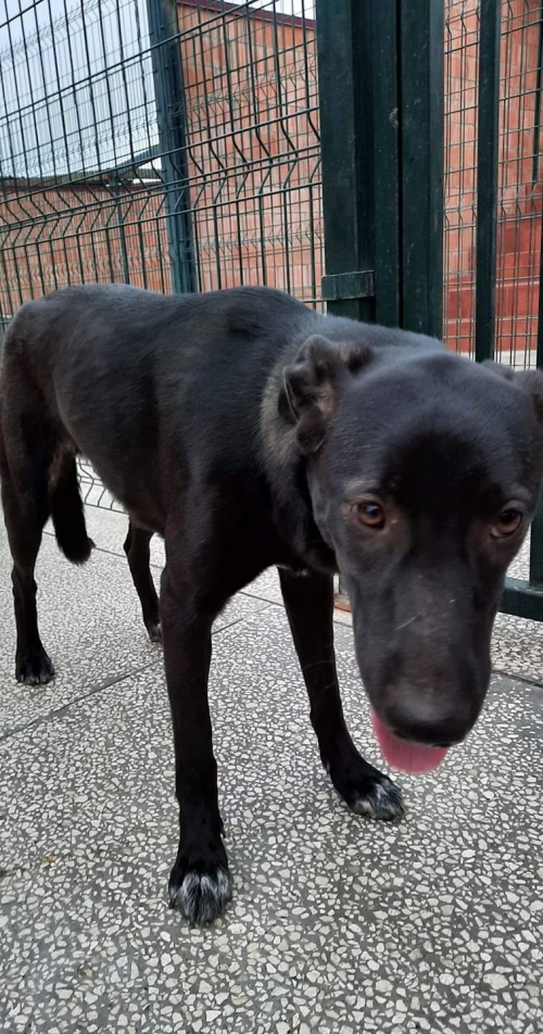 მეტისი უსახელო