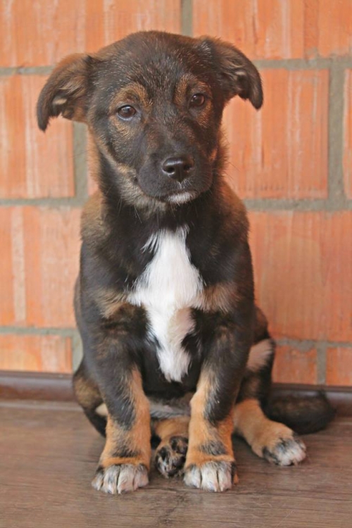 ტაქსას მეტისი თინა