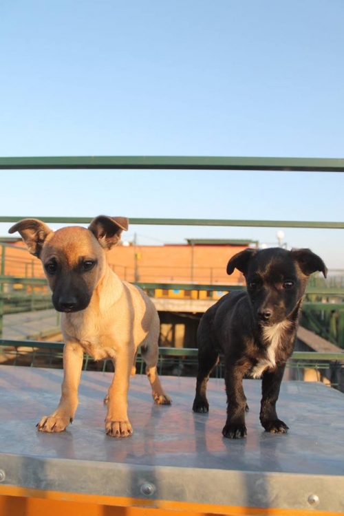 მეტისის ლეკვები სიმბა და მიკი