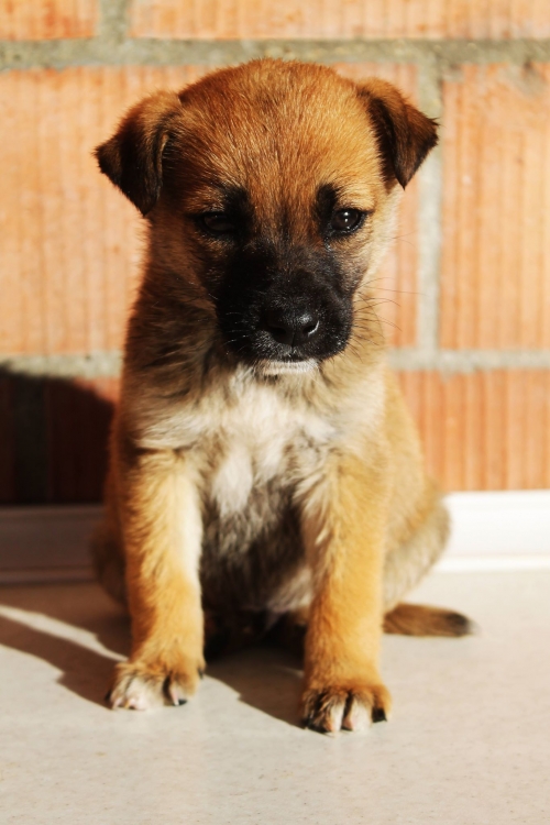 ქართული ქოფაკი უსახელო