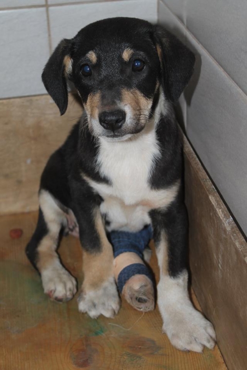 მეტისი უსახელო