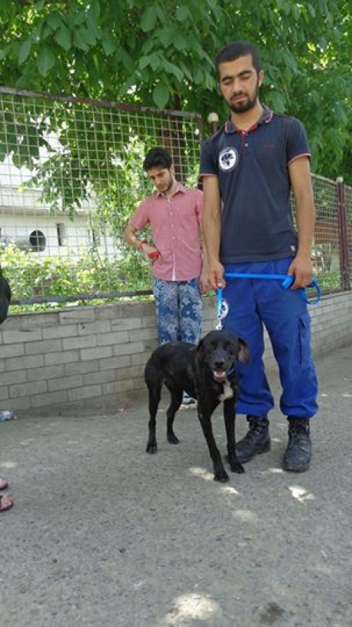 მეტისი უსახელო