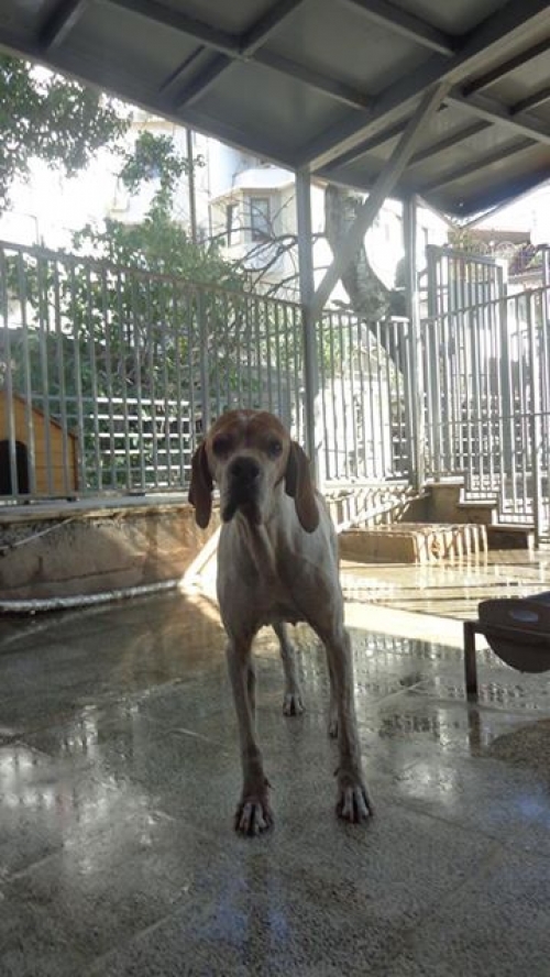 პოინტერი ბუჩო