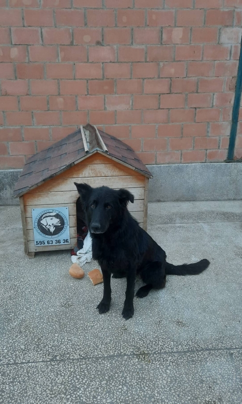 ბელგიური ნაგაზი საგურამო