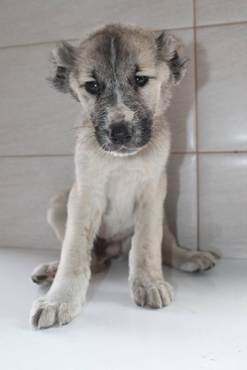 ქართული ქოფაკი უსახელო