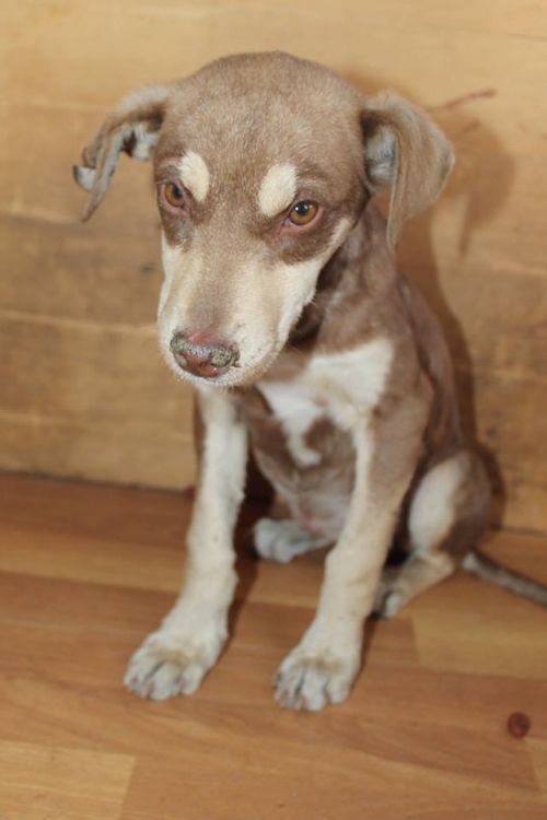 მეტისი უსახელო