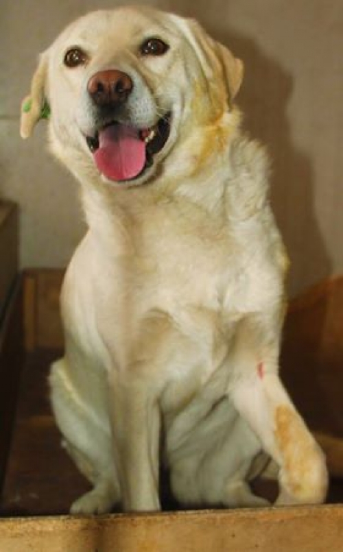 მეტისი ბელკა