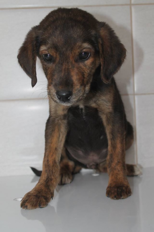 მეტისი უსახელო