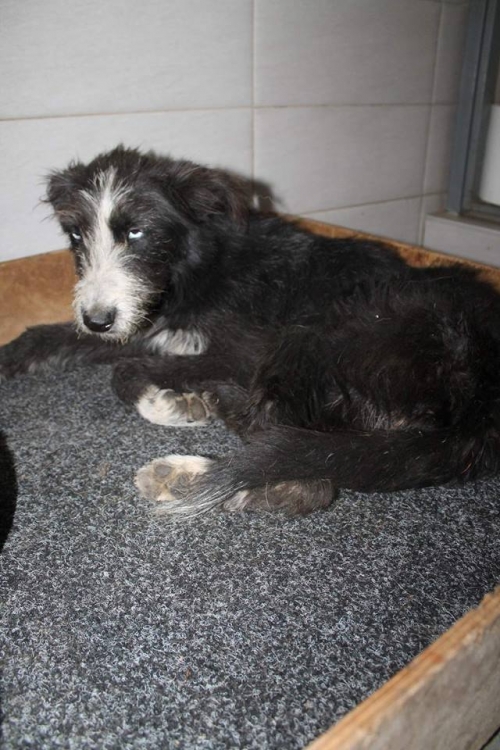 ბალონკა უსახელო