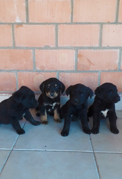 მეტისი უსახელო