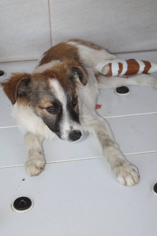 მეტისი უსახელო