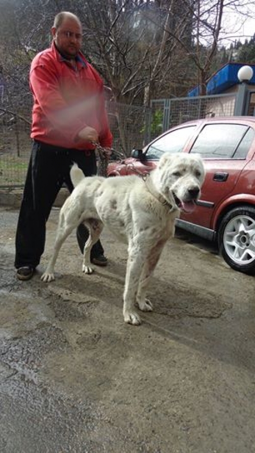 ქართული ნაგაზი ხანი