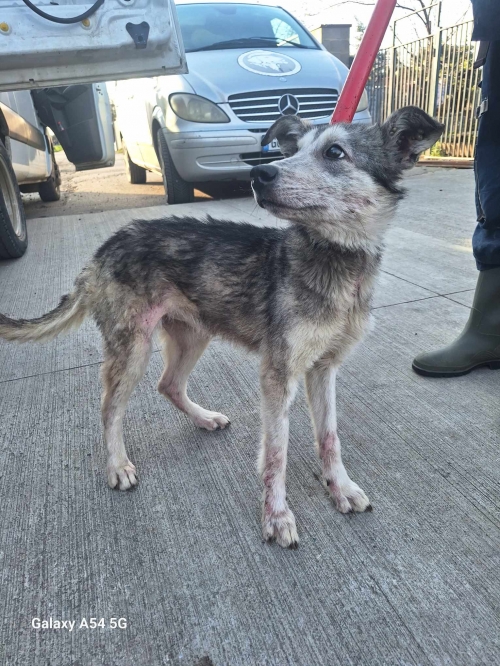 ლაიკა გადმოყვანილია მუნიციპალური თავშესაფრიდან. მოსკოვის პროსპექტის ძაღლი