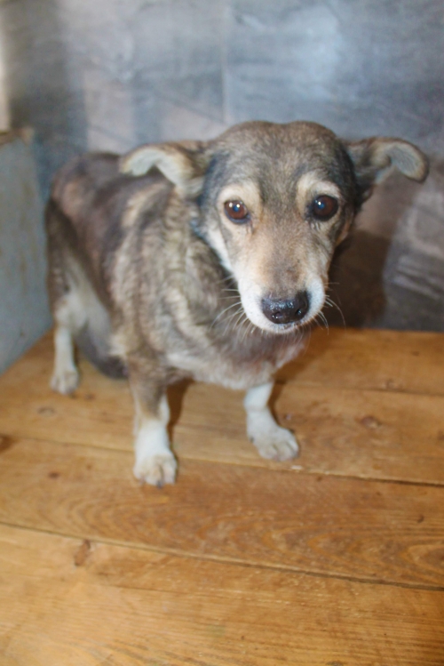 მეტისი უსახელო