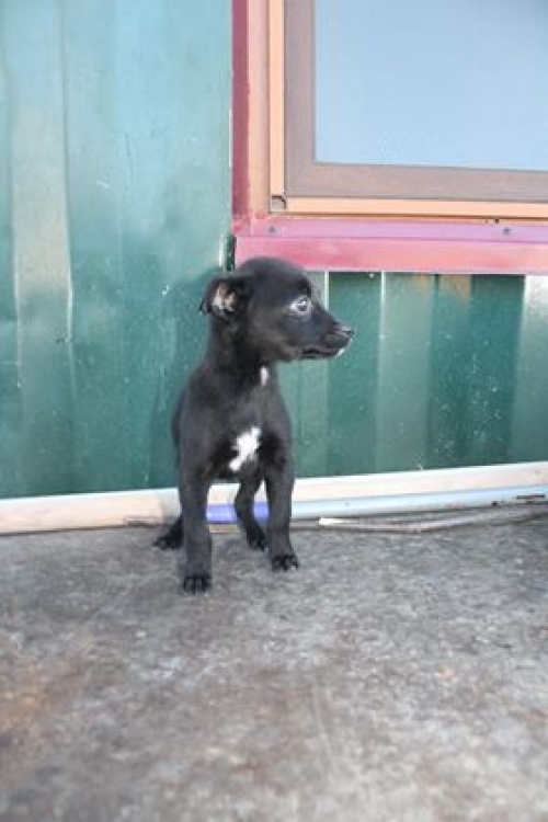 მეტისი იამი