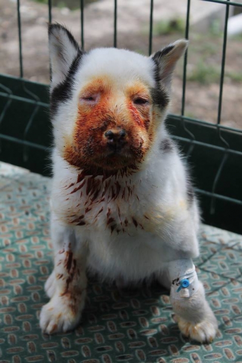 ლაიკა ჯოკერი