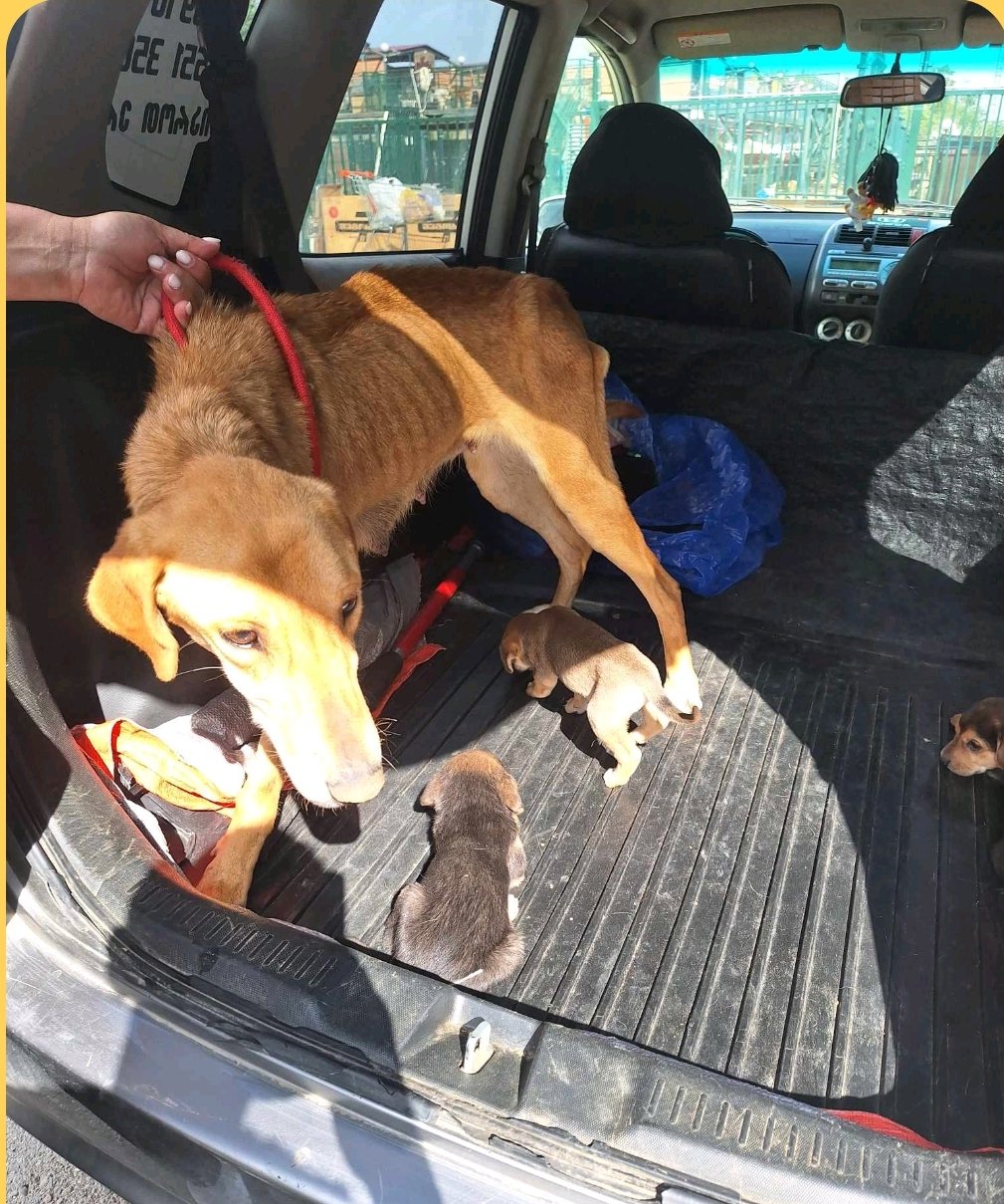 მეტისი. მუხიანის აგარაკები