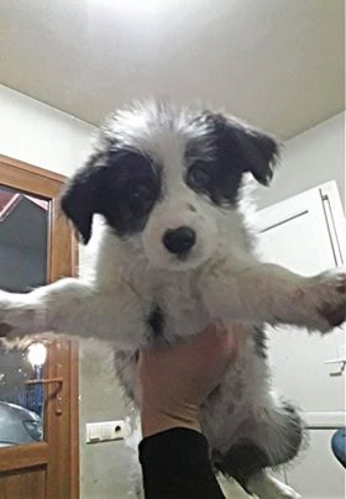 მეტისი უსახელო