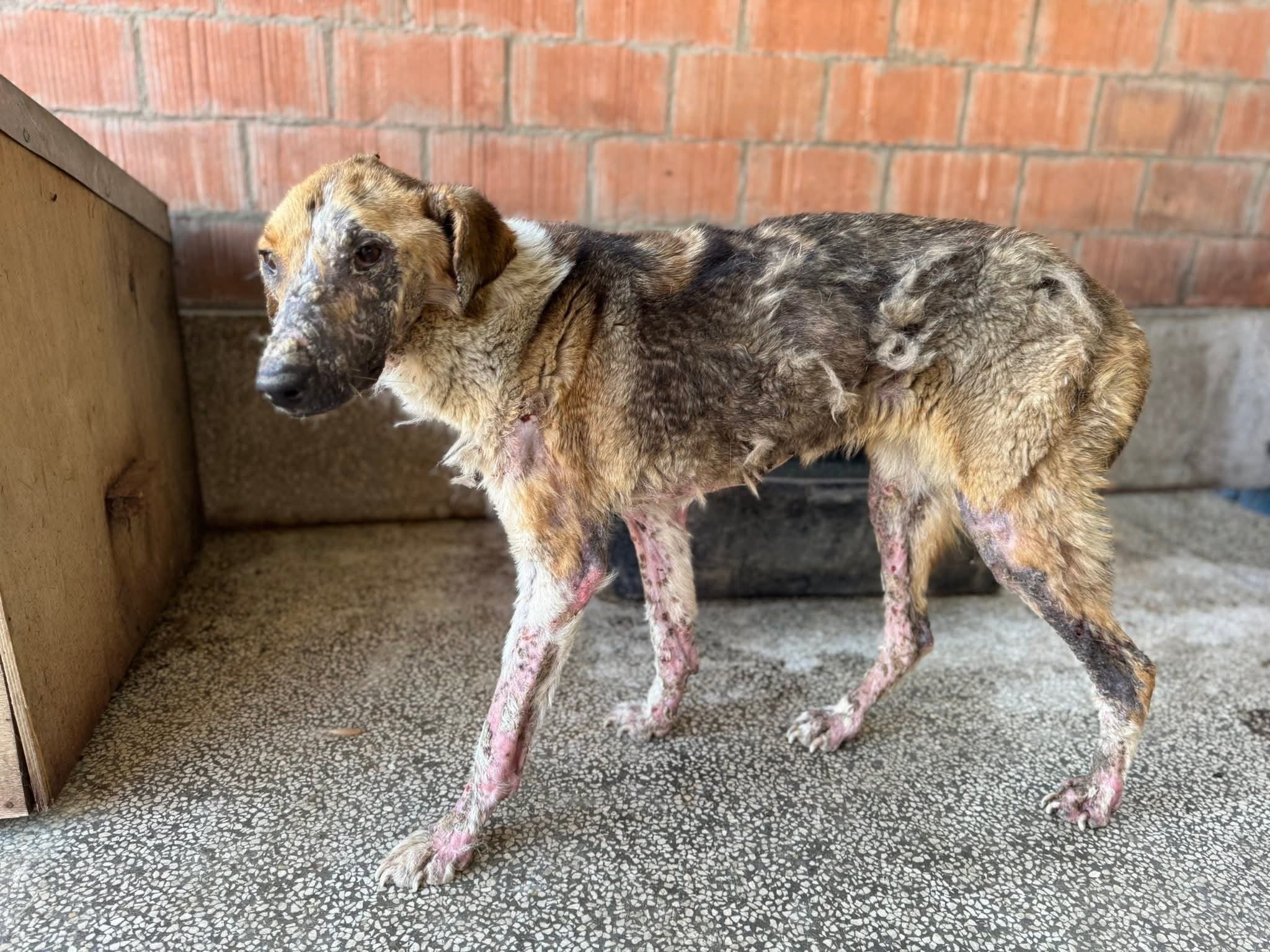 მეტისი. კაიროს ქუჩა