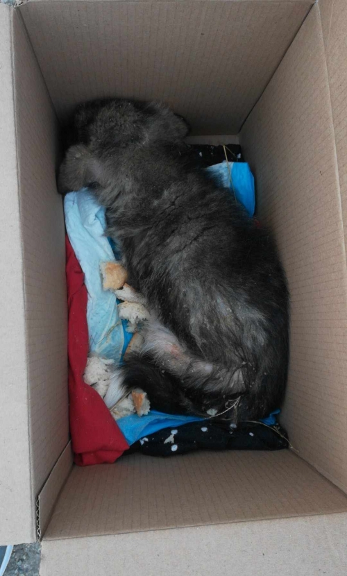 მეტისი ქარელის რაიონი სოფ.მოხიში