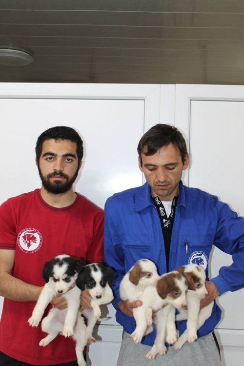 მეტისის ლეკვები უსახელო